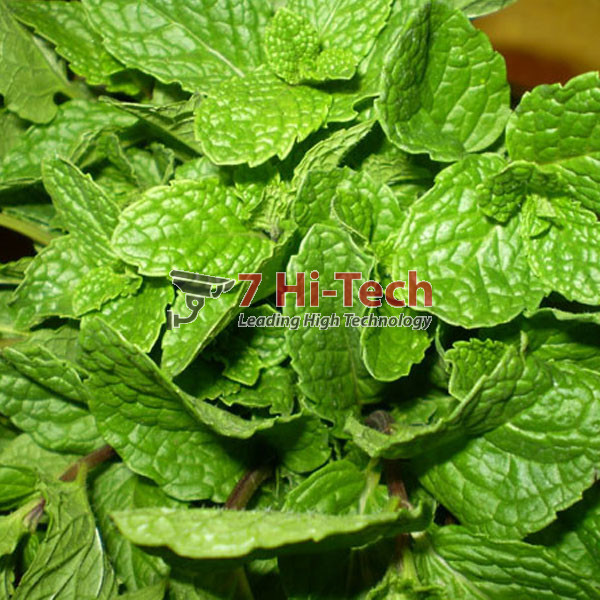 Bột Bạc Hà