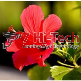 Chiết xuất dâm bụt