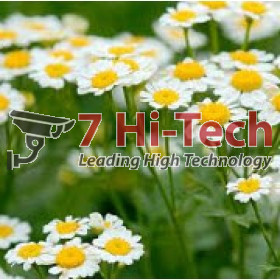 Chiết xuất hoa cúc la mã