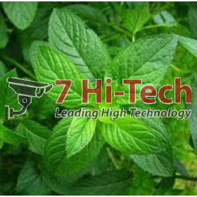 Tihn dầu bạc hà