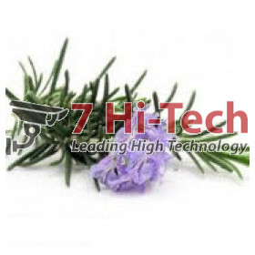 Tinh dầu hương thảo