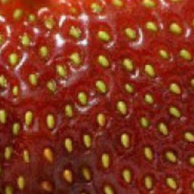 Hạt Dâu Tây (Strawberry seeds)