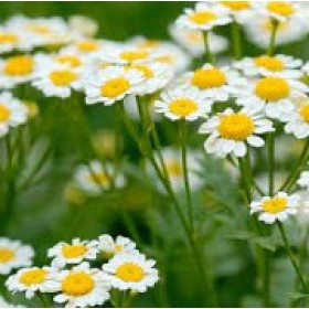 Chiết Xuất Hoa Cúc La Mã (Chamomile Extract)