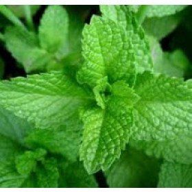 Lá Bạc Hà (Peppermint Leaves)