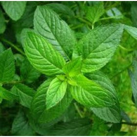 Tinh Dầu Bạc Hà (Peppermint Essential Oil)