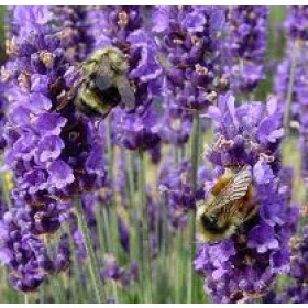 Tinh Dầu Oải Hương (Lavender Essential Oil)