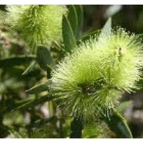 Tinh Dầu Tràm Trà (Tea Tree Oil)