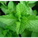 Lá Bạc Hà (Peppermint Leaves)