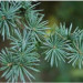 Tinh Dầu Hoàng Đàn (Cedarwood Oil)