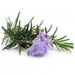 Tinh Dầu Hương Thảo (Rosemary Oil)