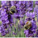 Tinh Dầu Oải Hương (Lavender Essential Oil)