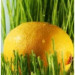 Tinh Dầu Sả Chanh (Lemongrass Essential Oil)