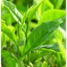 Tinh Dầu Trà Xanh (Green Tea Essential Oil) 