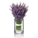 Vị Hoa Lavender 
